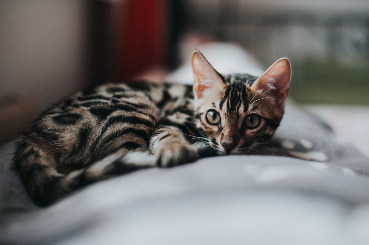 A Bengal kitten raised underfoot, resting at home