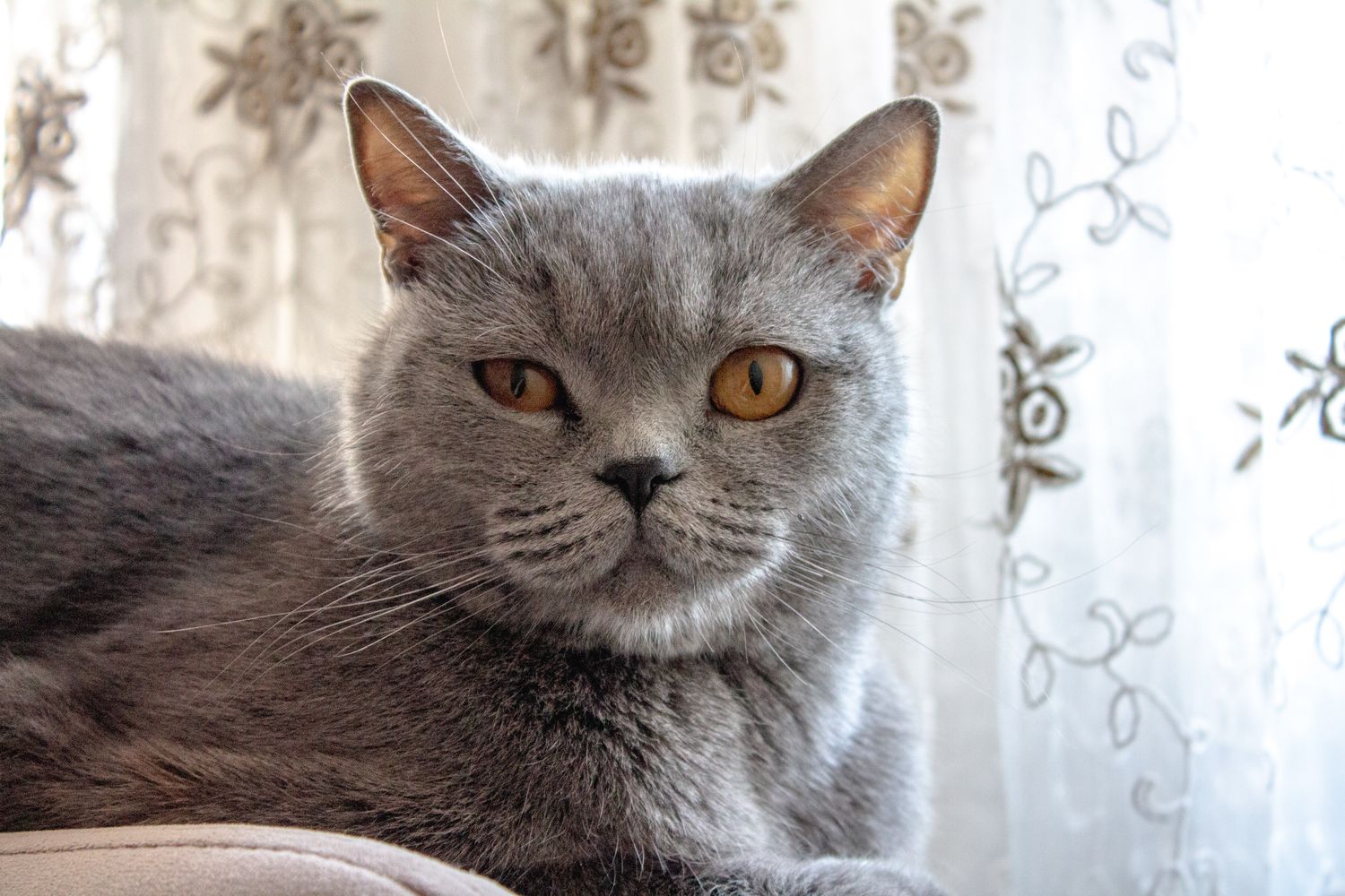 A blue British Shorthair cat with a round face, dense plush coat, and copper eyes
