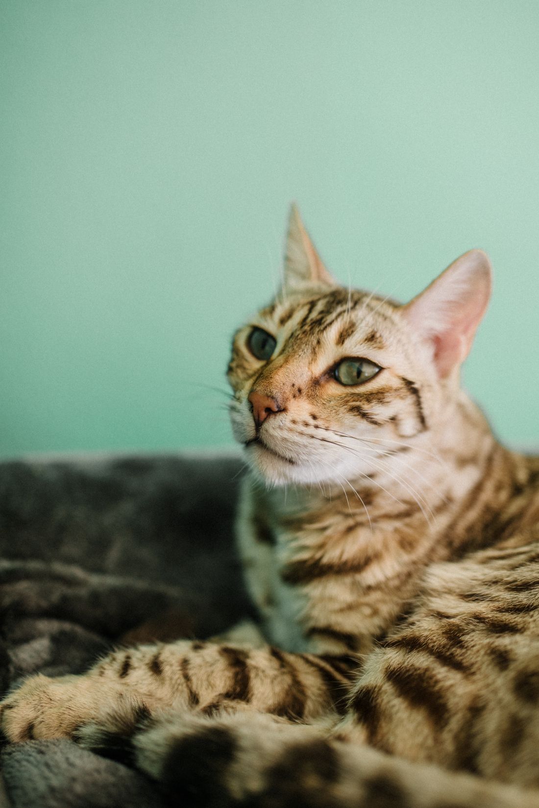 A relaxed Bengal cat curled on a soft blanket