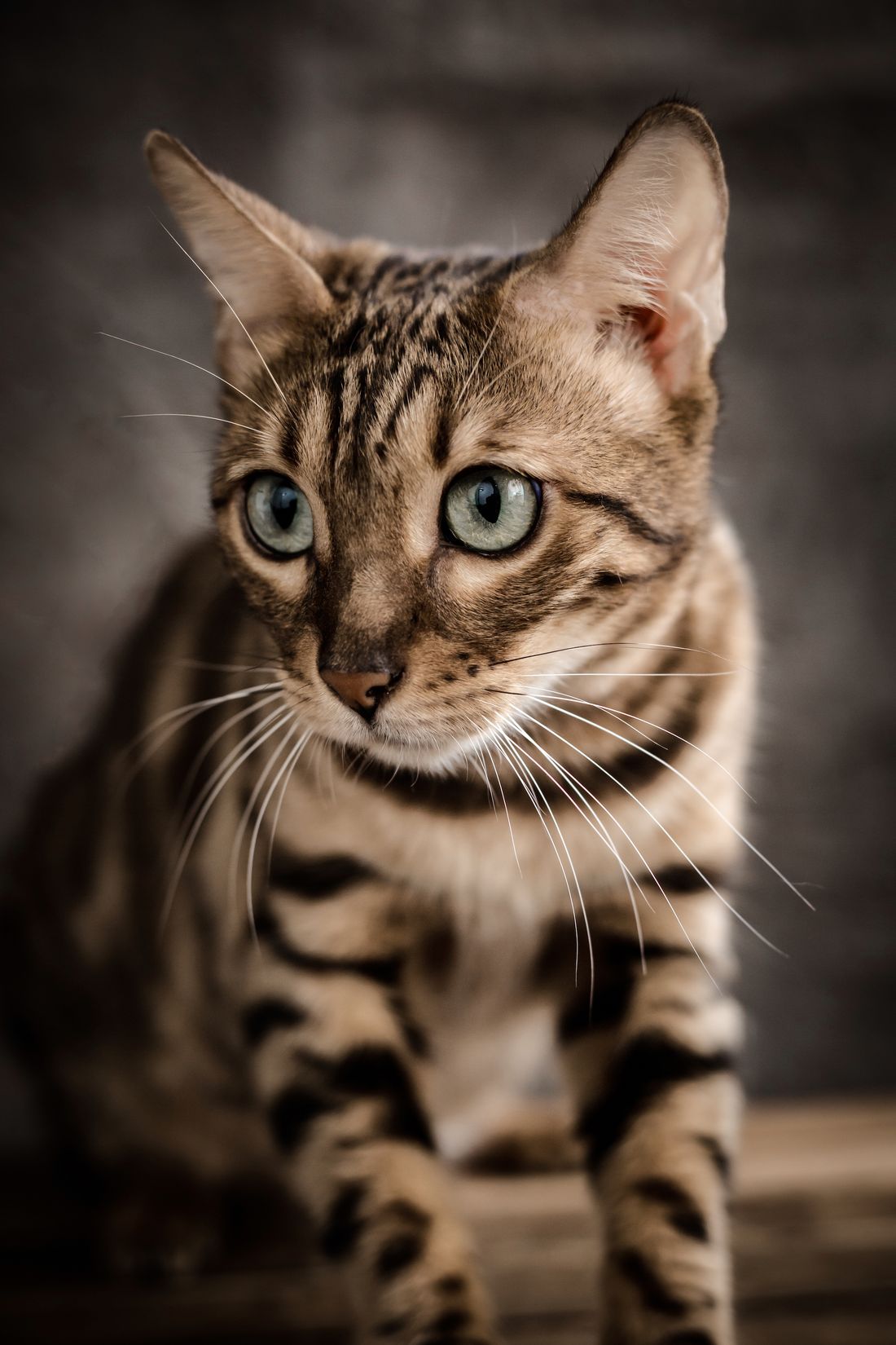 A snow Bengal cat with pale blue eyes