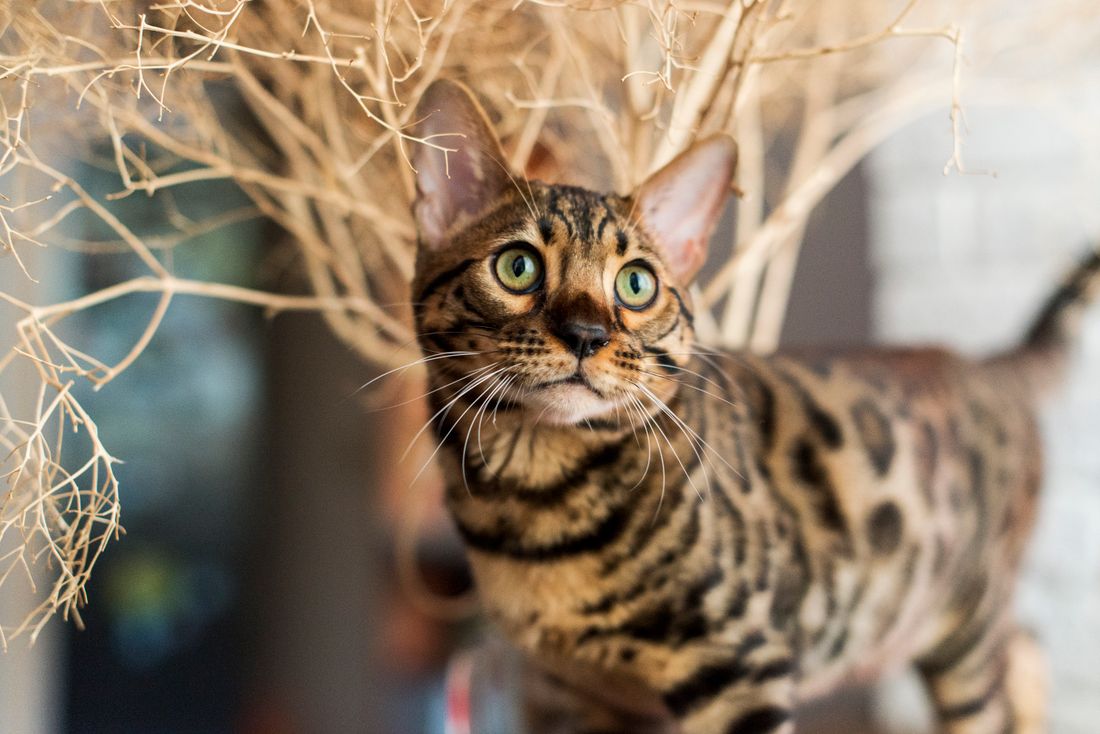A Bengal cat with green eyes watching intently through branches