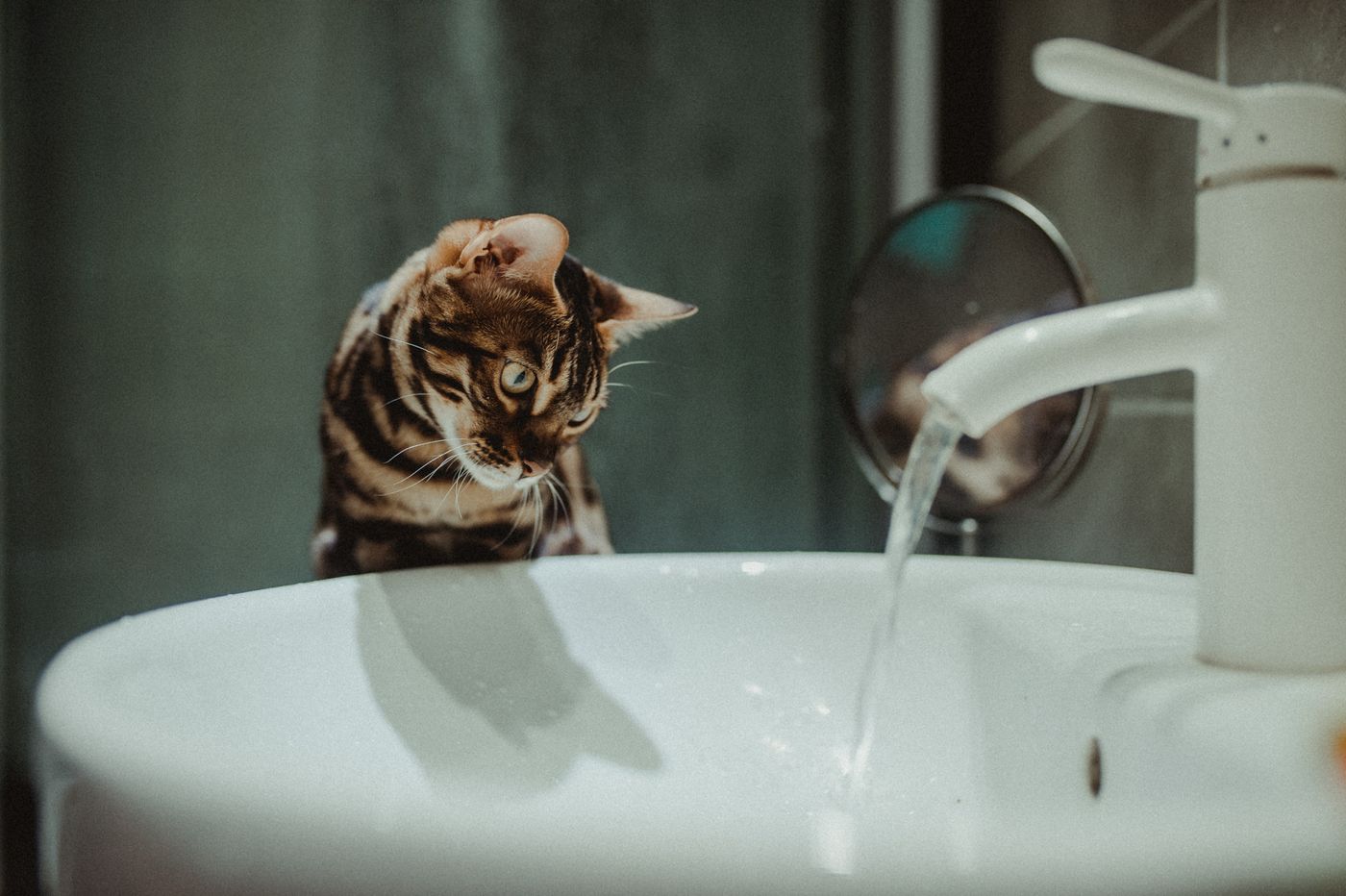 A Bengal cat watching running water, close up