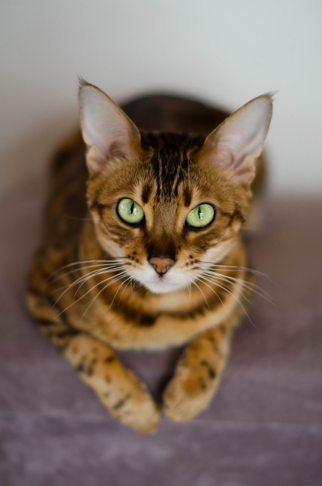 A Bengal cat with striking green eyes resting indoors