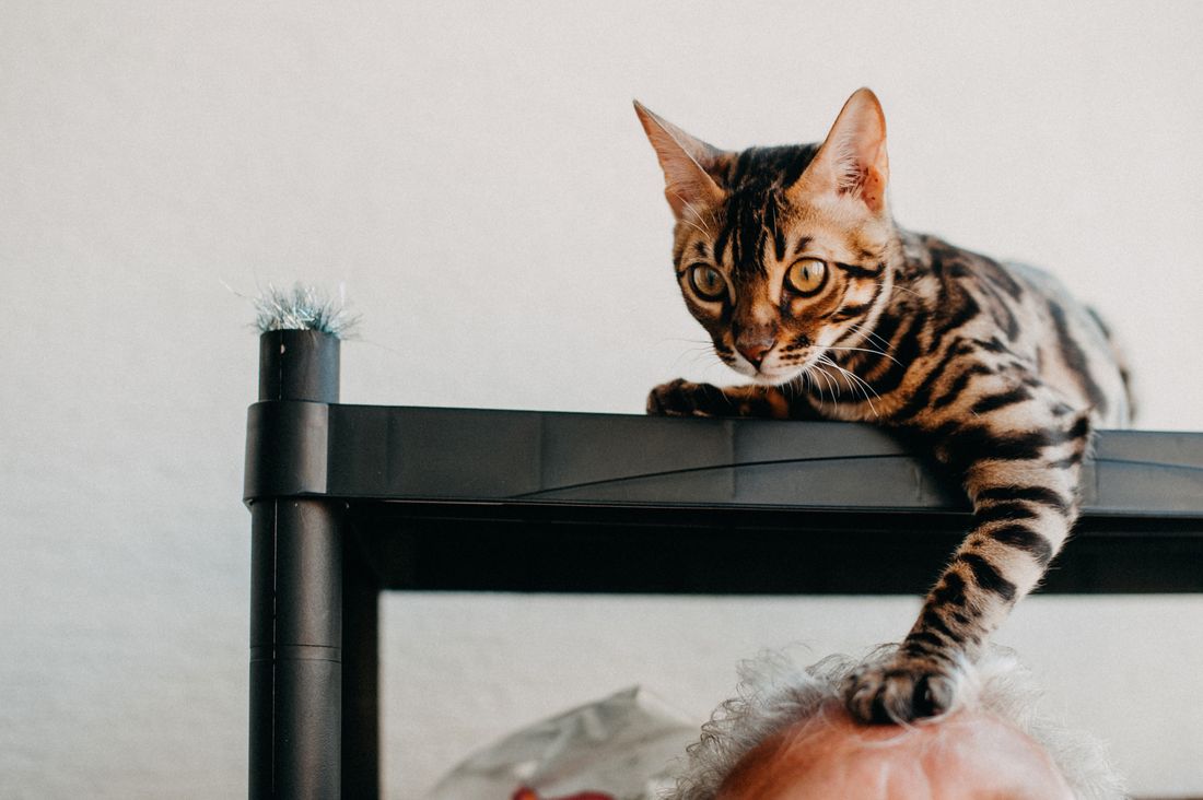 A Bengal cat reaching out a paw