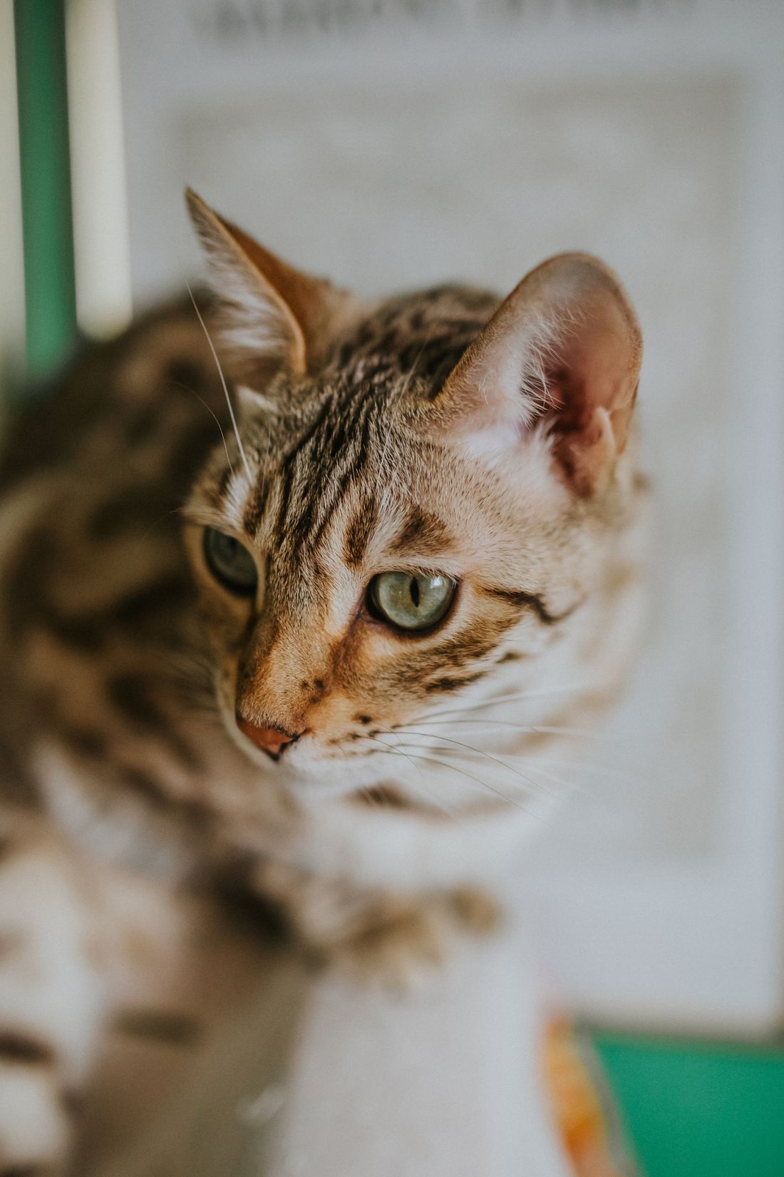A Bengal cat resting calmly in a warmly lit room