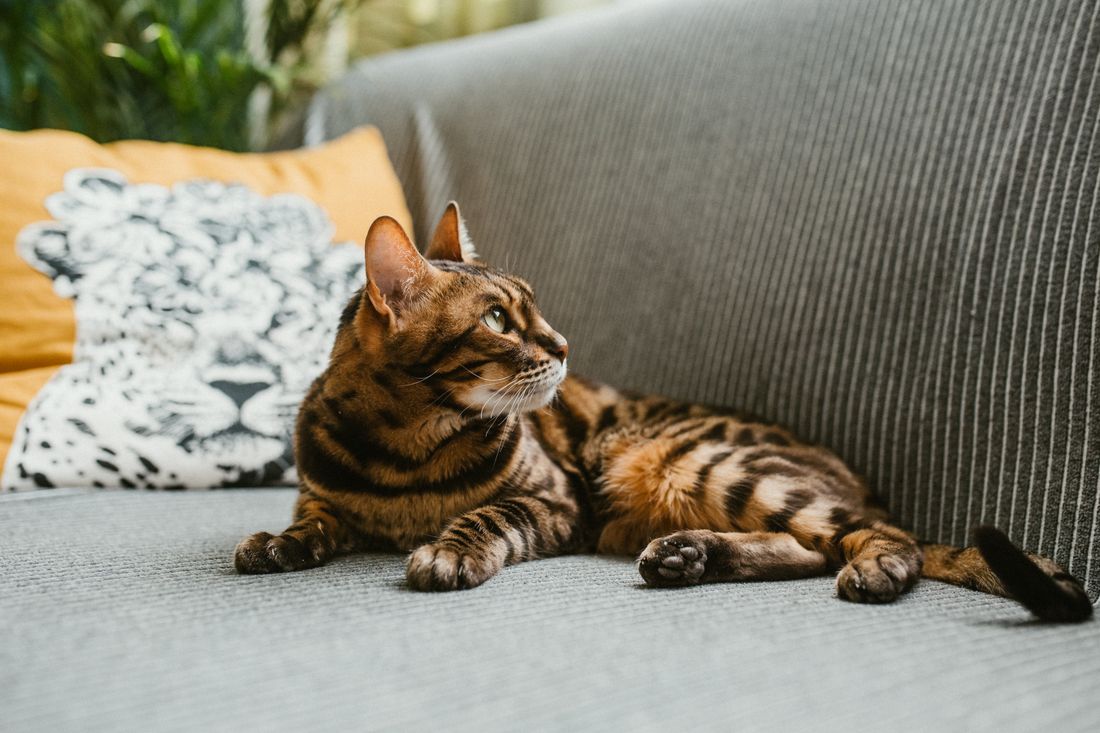 A Bengal cat relaxing on a sofa at home