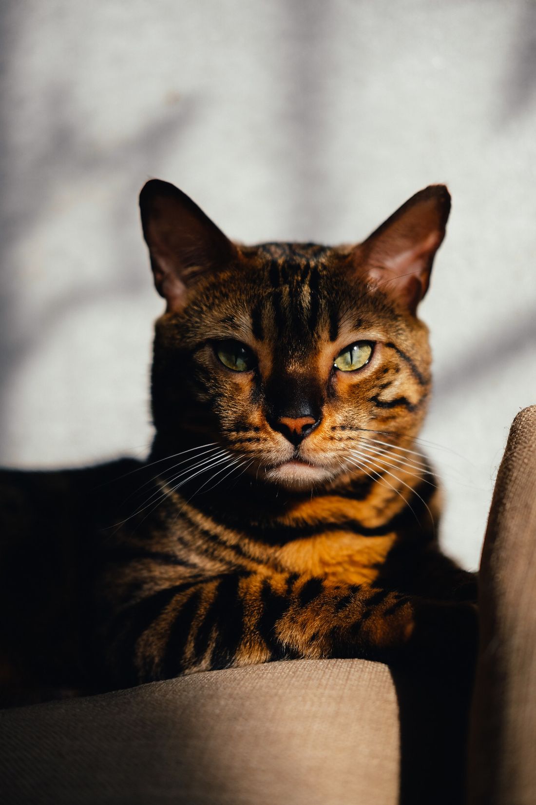 A brown rosetted Bengal cat basking in warm sunlight
