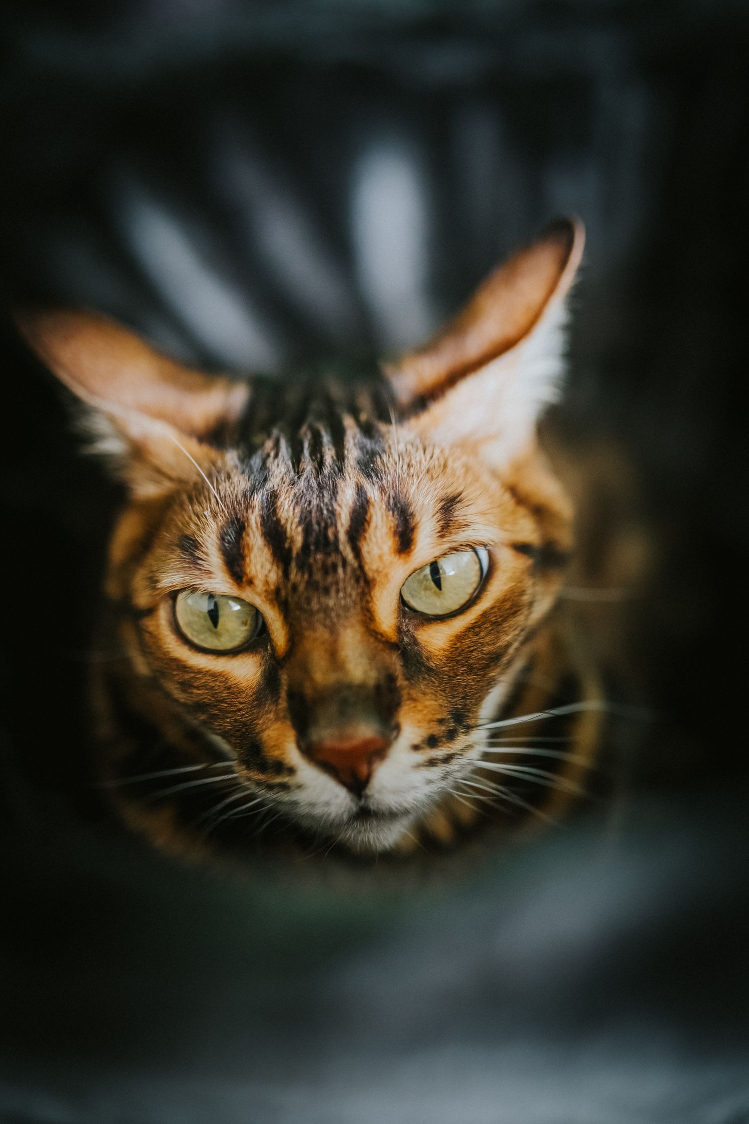 A brown rosetted Bengal cat with green eyes emerging from shadow