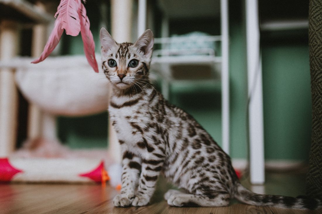 A Bengal kitten playing indoors