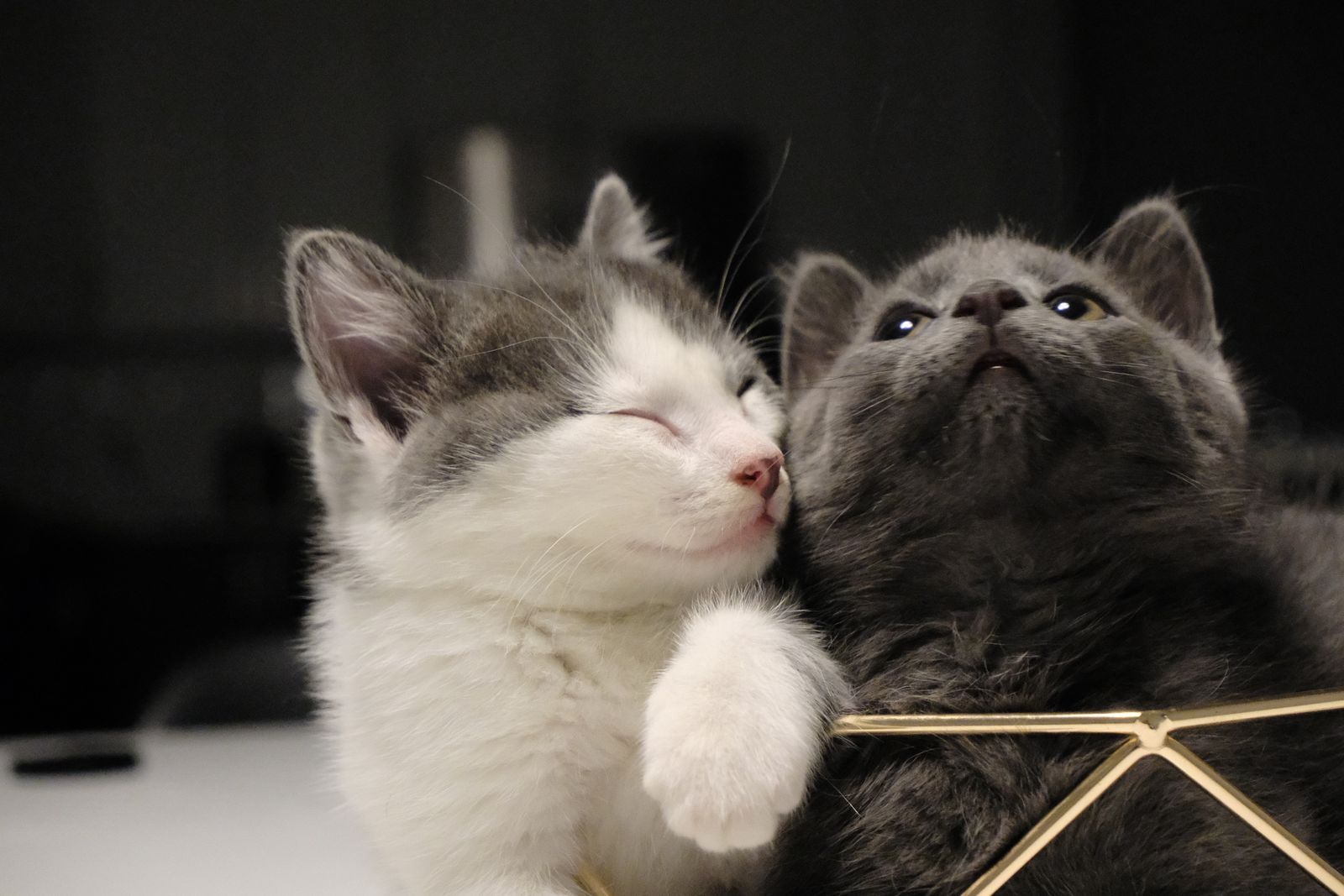 Two young kittens curled up against each other