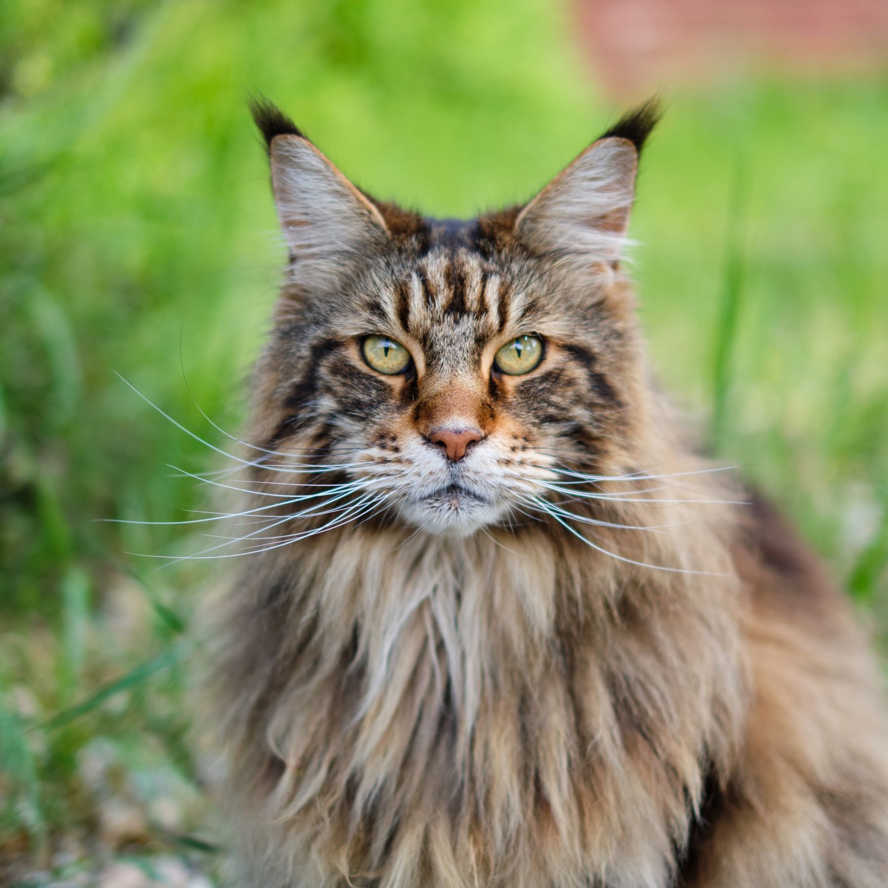 A brown tabby Maine Coon with lynx-tipped ears sitting outdoors in grass
