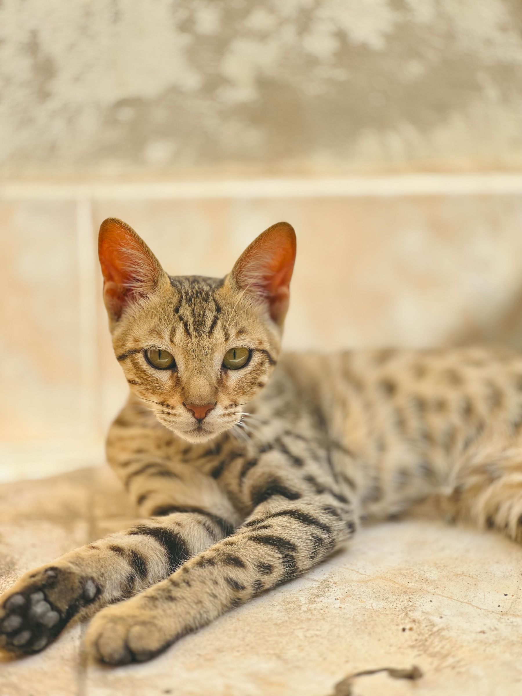 A spotted Savannah cat with tall ears lying stretched out indoors
